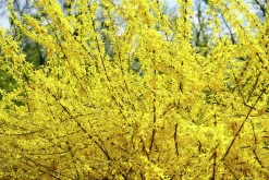 Hybridforsythia 'Lynwood Gold' Solitär Krukodlad><noscript><img width=