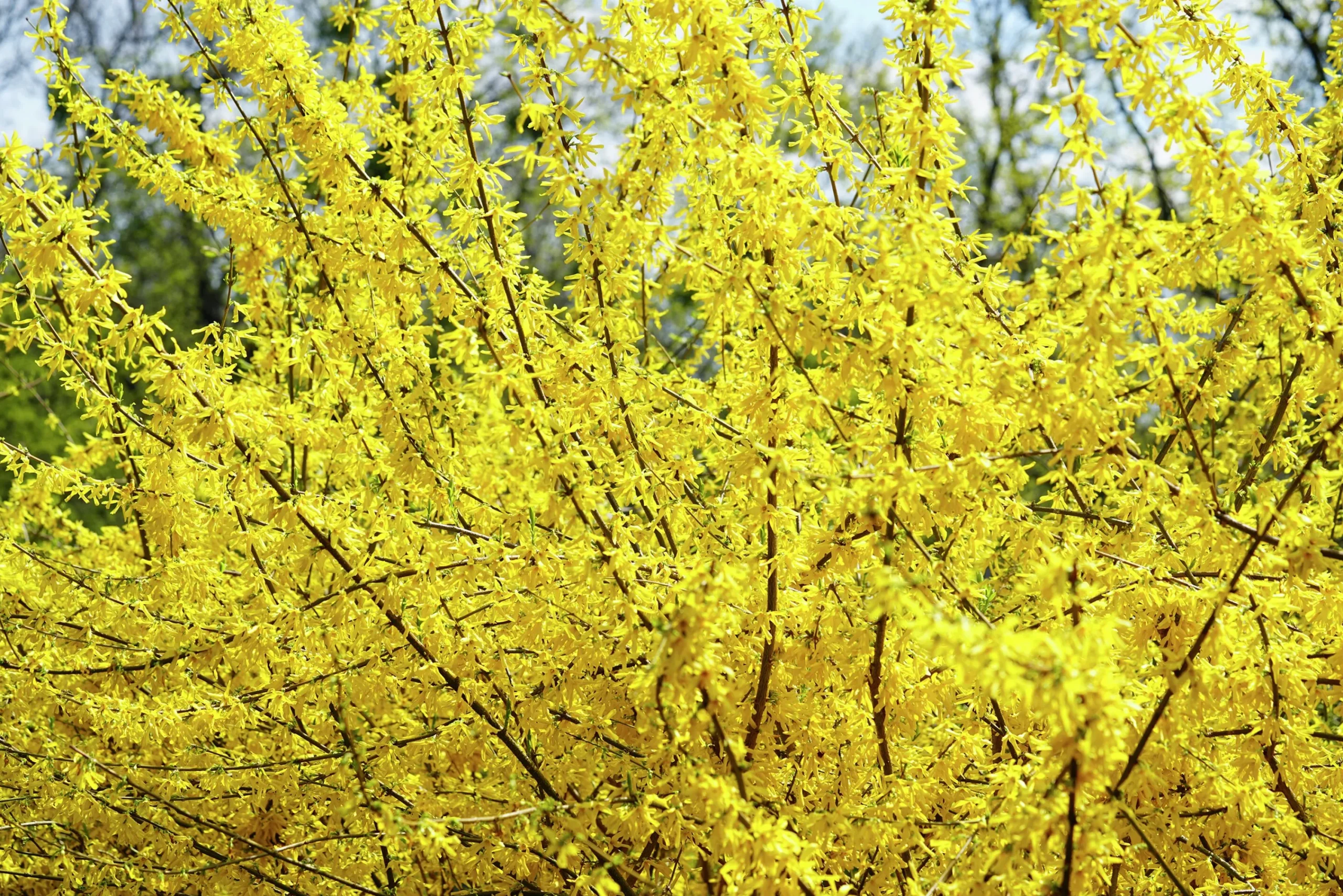 Hybridforsythia 'Lynwood Gold' Solitär Krukodlad>Omnia garden Outlet
