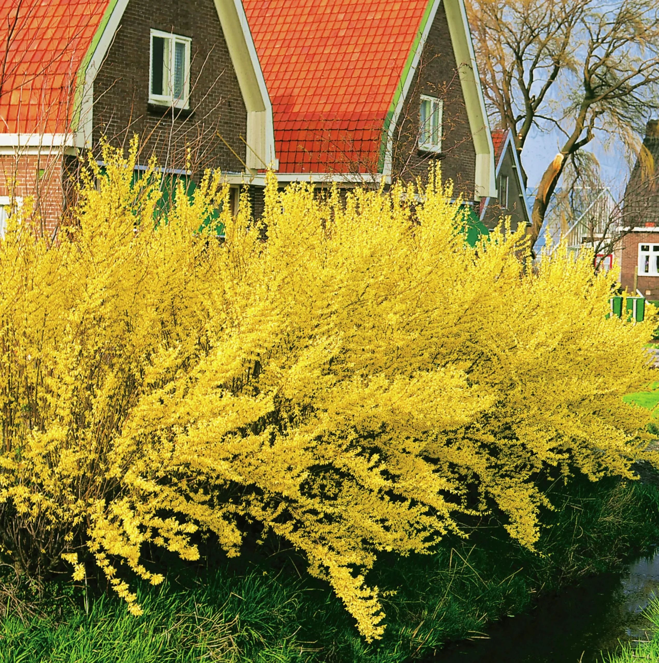 Hybridforsythia 'Lynwood Gold' Krukodlad>Omnia garden Hot