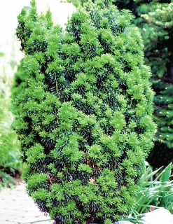Hybrididegran 'Hicksii' Krukodlad>Omnia garden Clearance