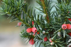 Hybrididegran 'Hicksii' Krukodlad><noscript><img width=