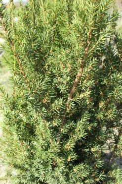 Hybrididegran 'Hicksii' Krukodlad><noscript><img width=