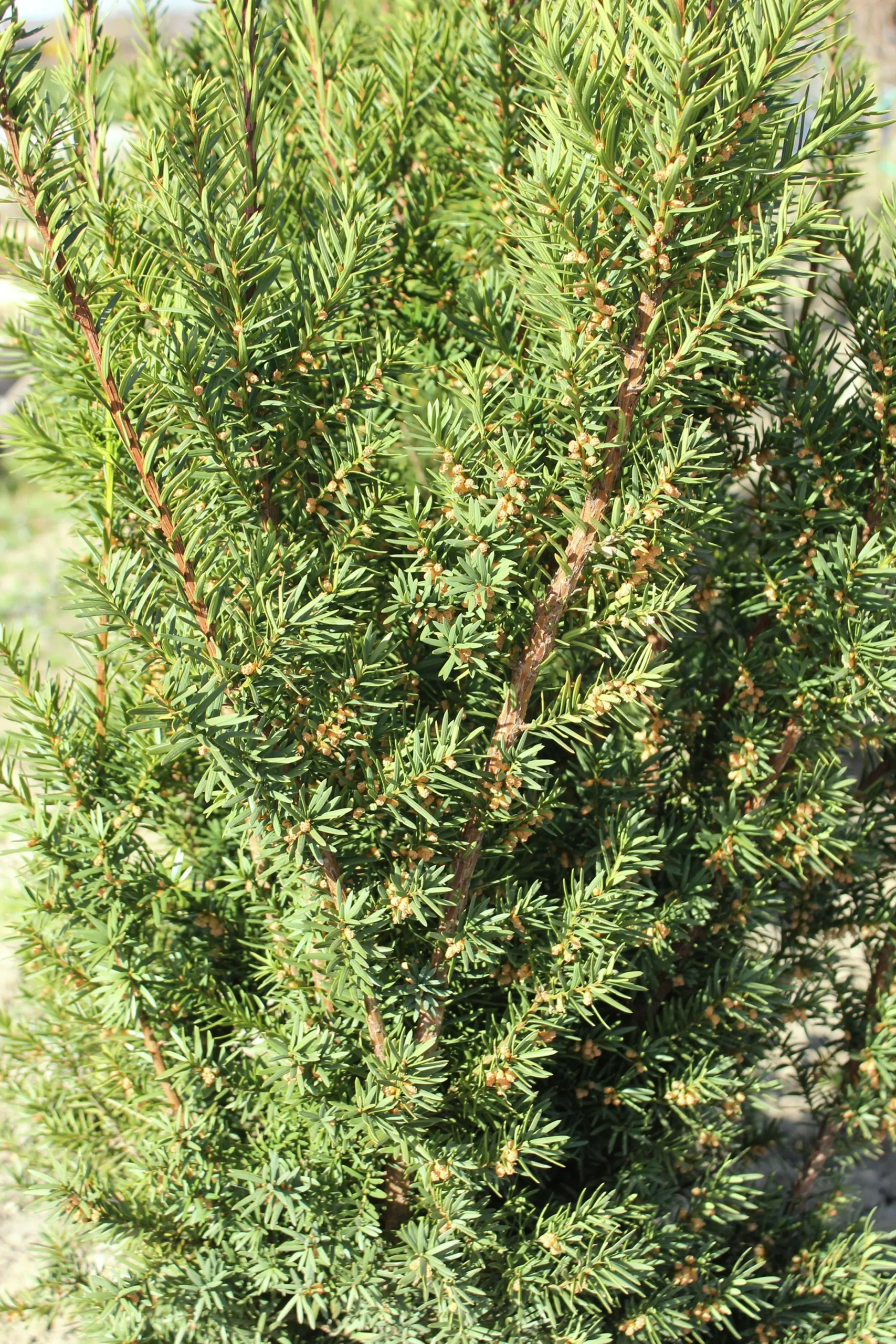 Hybrididegran 'Hicksii' Krukodlad>Omnia garden Clearance