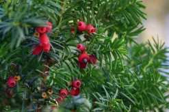 Hybrididegran 'Hicksii' Krukodlad><noscript><img width=