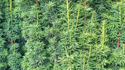 Hybrididegran 'Hillii' Krukodlad><noscript><img width=