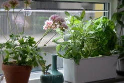 Hydroponisk odling Harvy Startpaket 3 pluggar>Nelson Garden Clearance