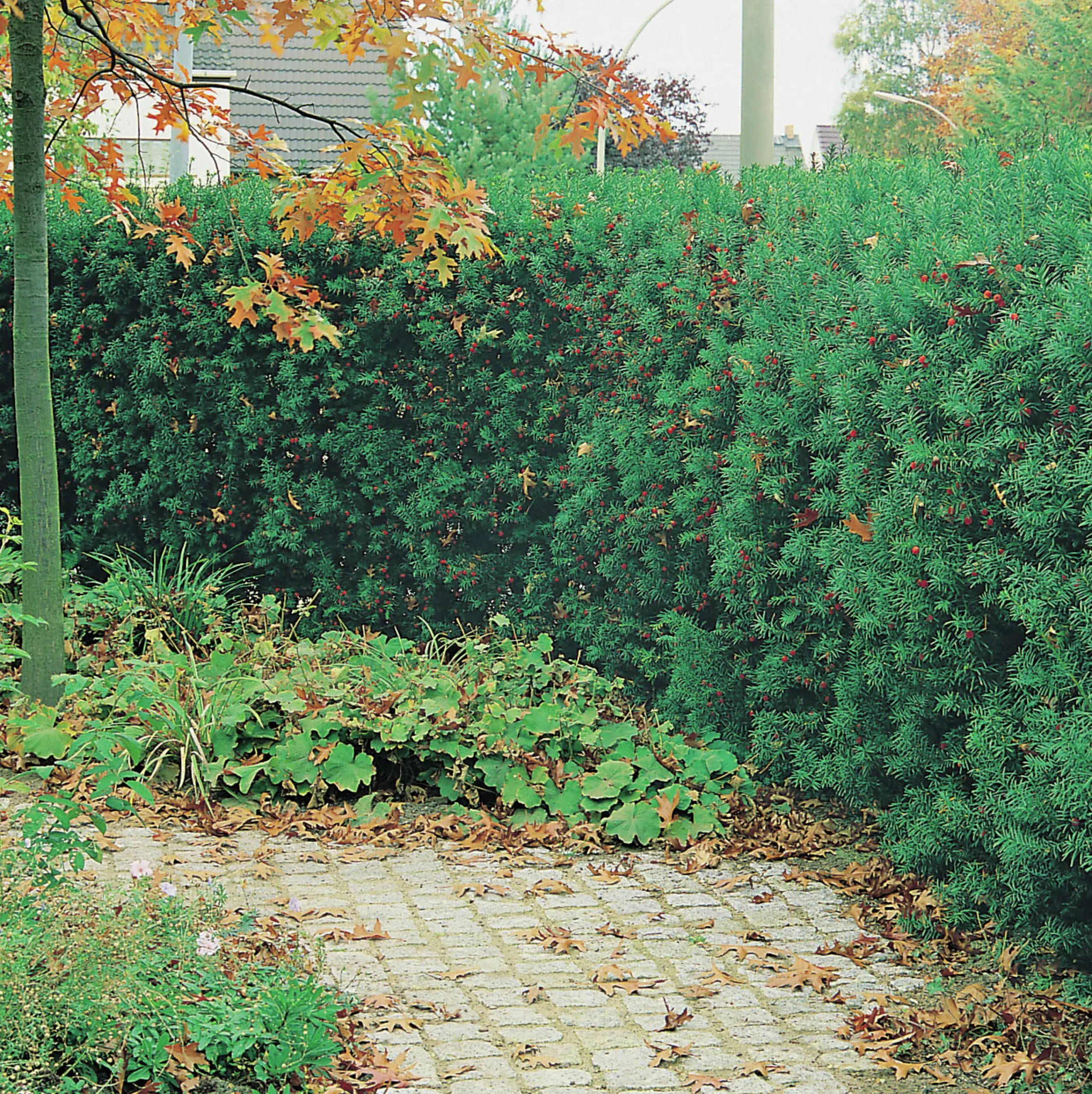 Idegran Krukodlad>Omnia garden Online
