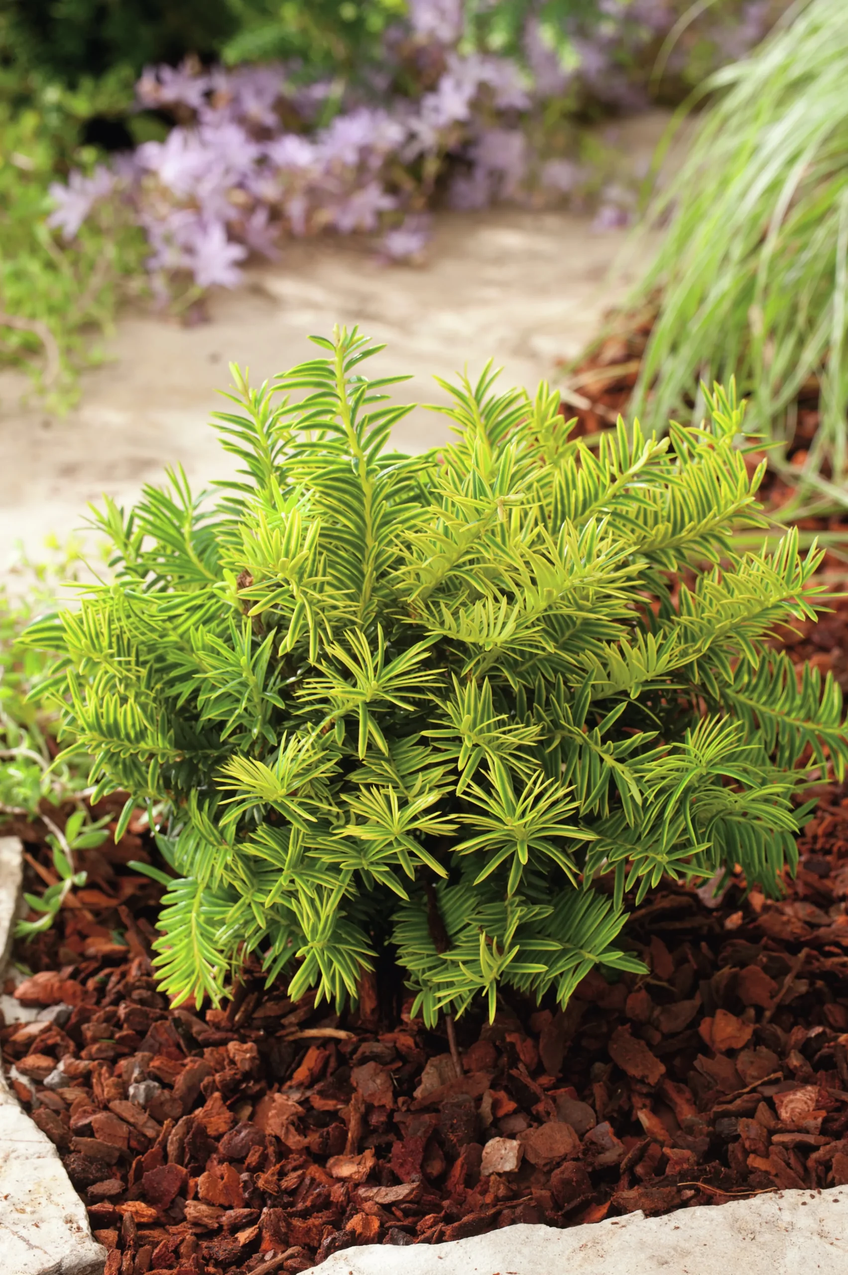 Idegran 'Summergold' Krukodlad>Omnia garden Clearance