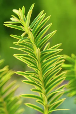 Idegran 'Summergold' Krukodlad>Omnia garden Clearance
