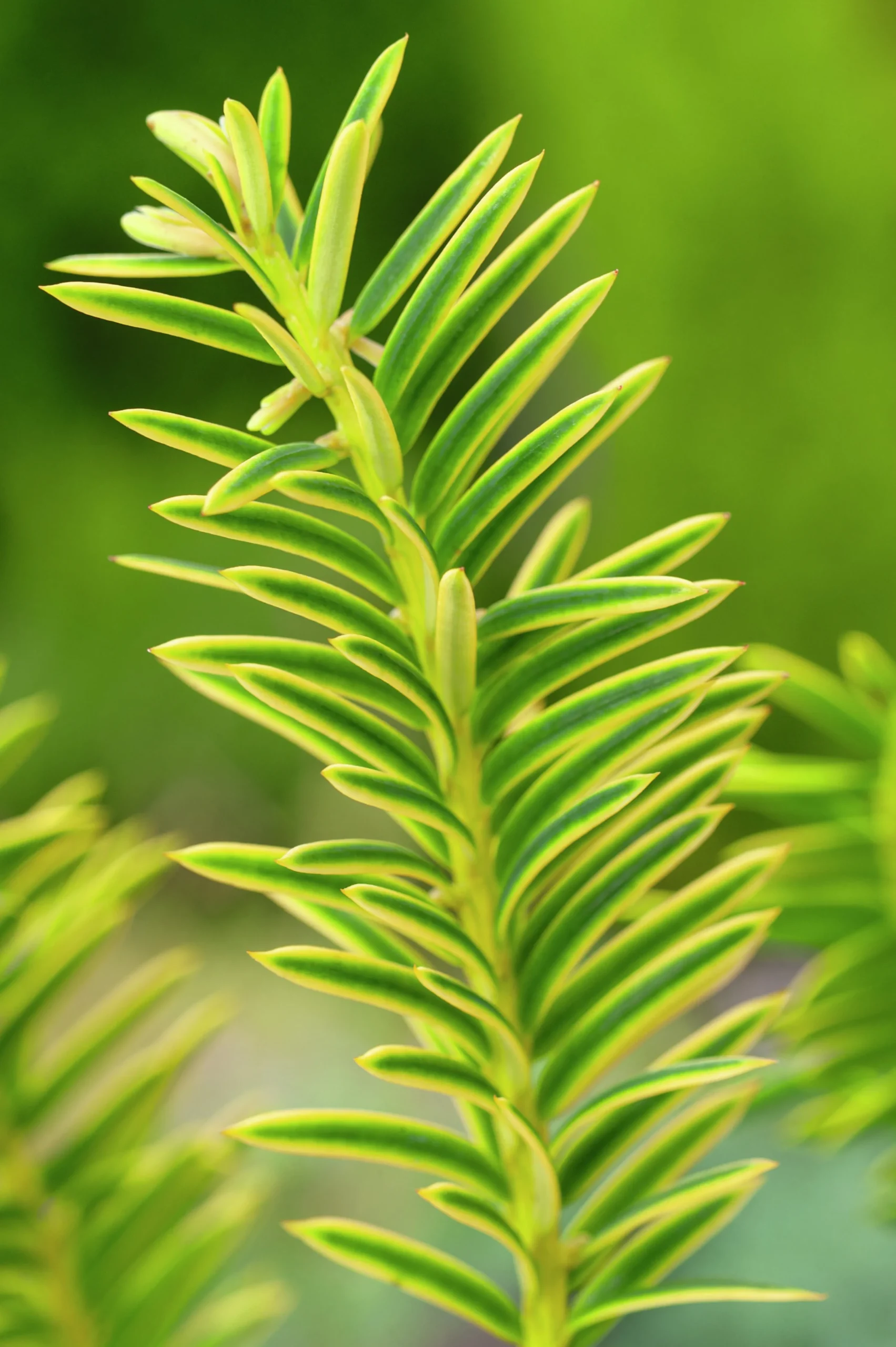 Idegran 'Summergold' Krukodlad>Omnia garden Clearance