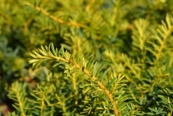 Idegran 'Summergold' Krukodlad><noscript><img width=