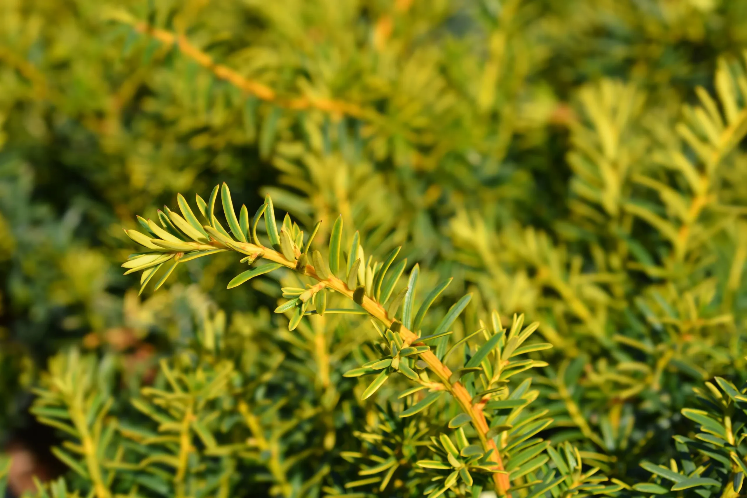 Idegran 'Summergold' Krukodlad>Omnia garden Clearance