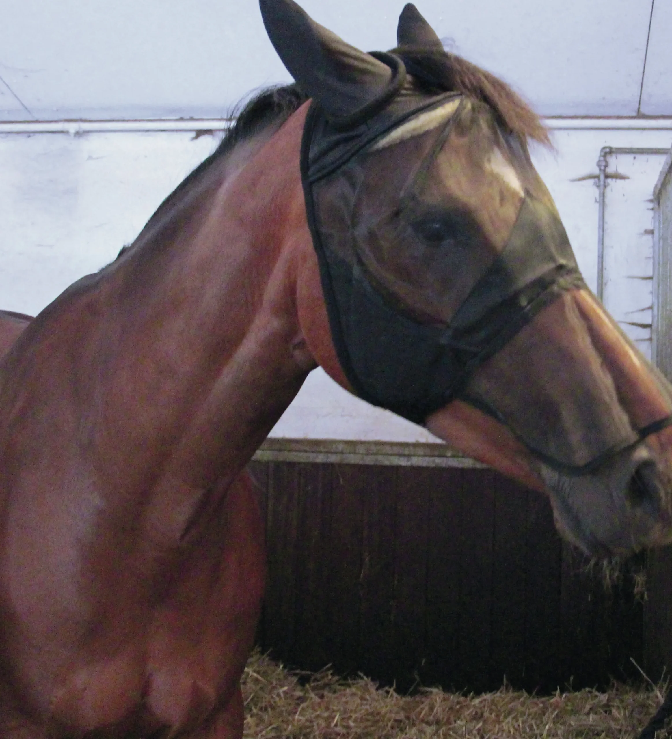 Inektak ed ukydd>Horseguard Discount