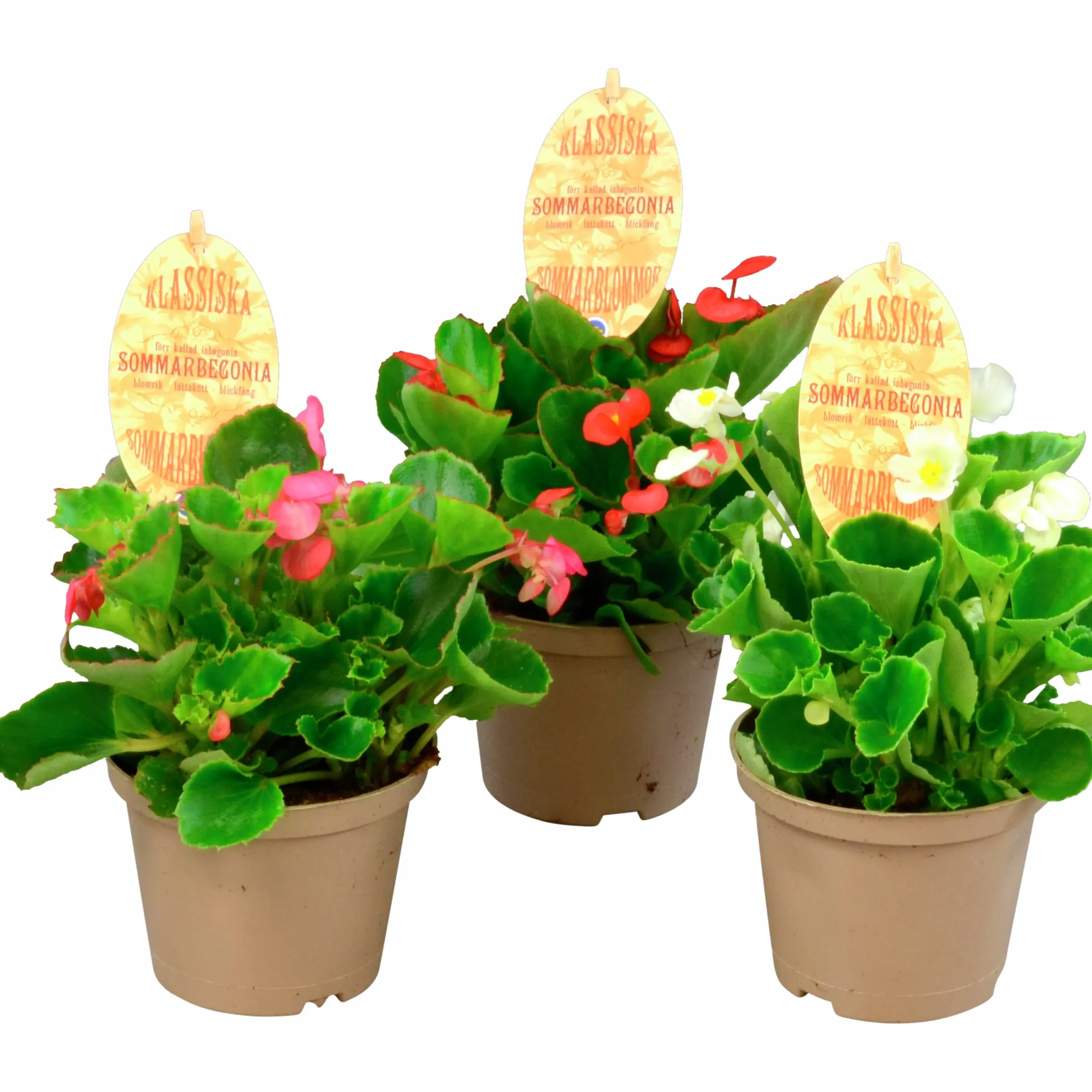 Isbegonia lat. Begonia x semperflorens cultorum>Mäster Grön Best