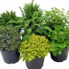 Italienska Kryddväxter Mix 14cm>Mäster Grön Best