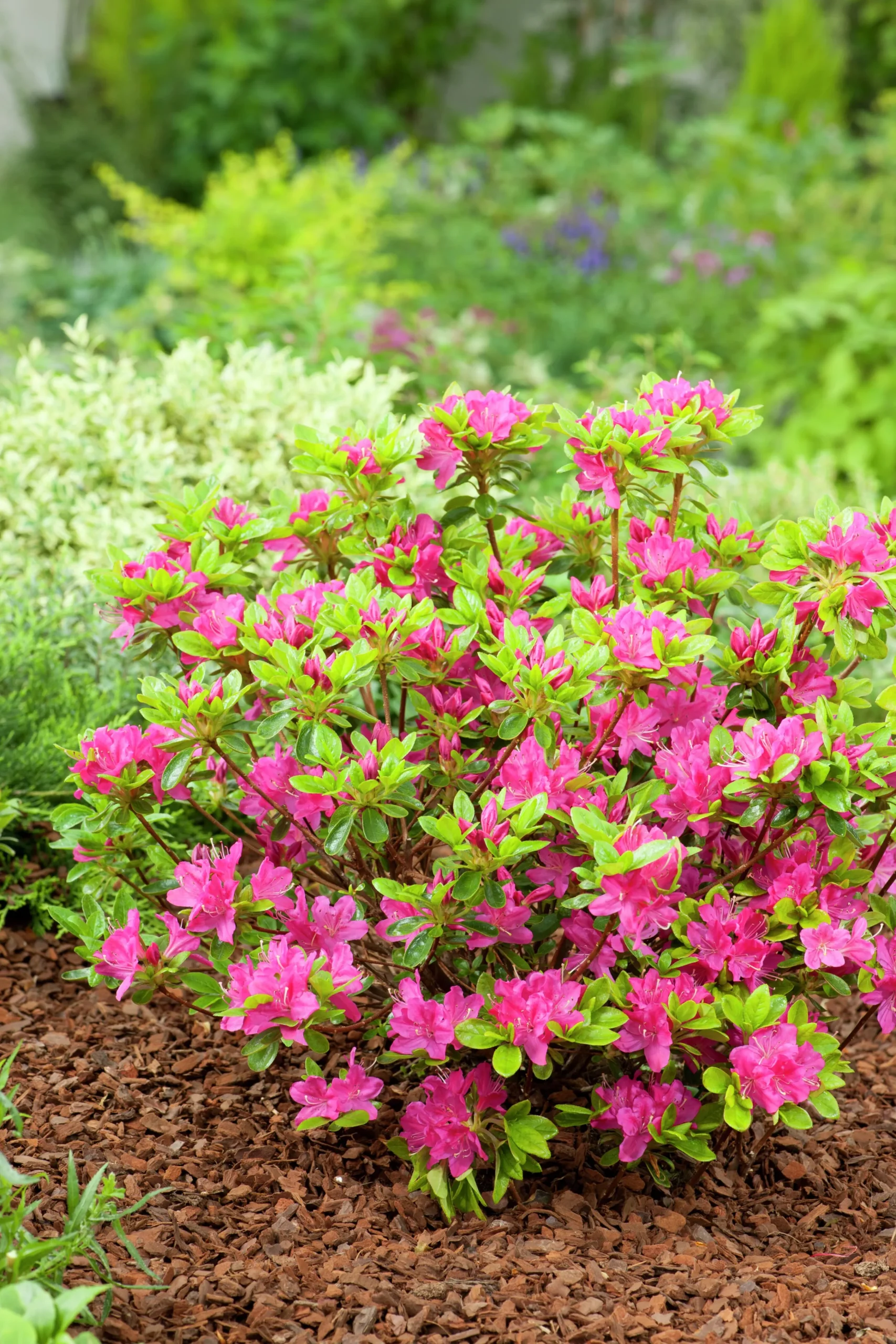 Japansk Azalea 'Kermesina'>Omnia garden Outlet