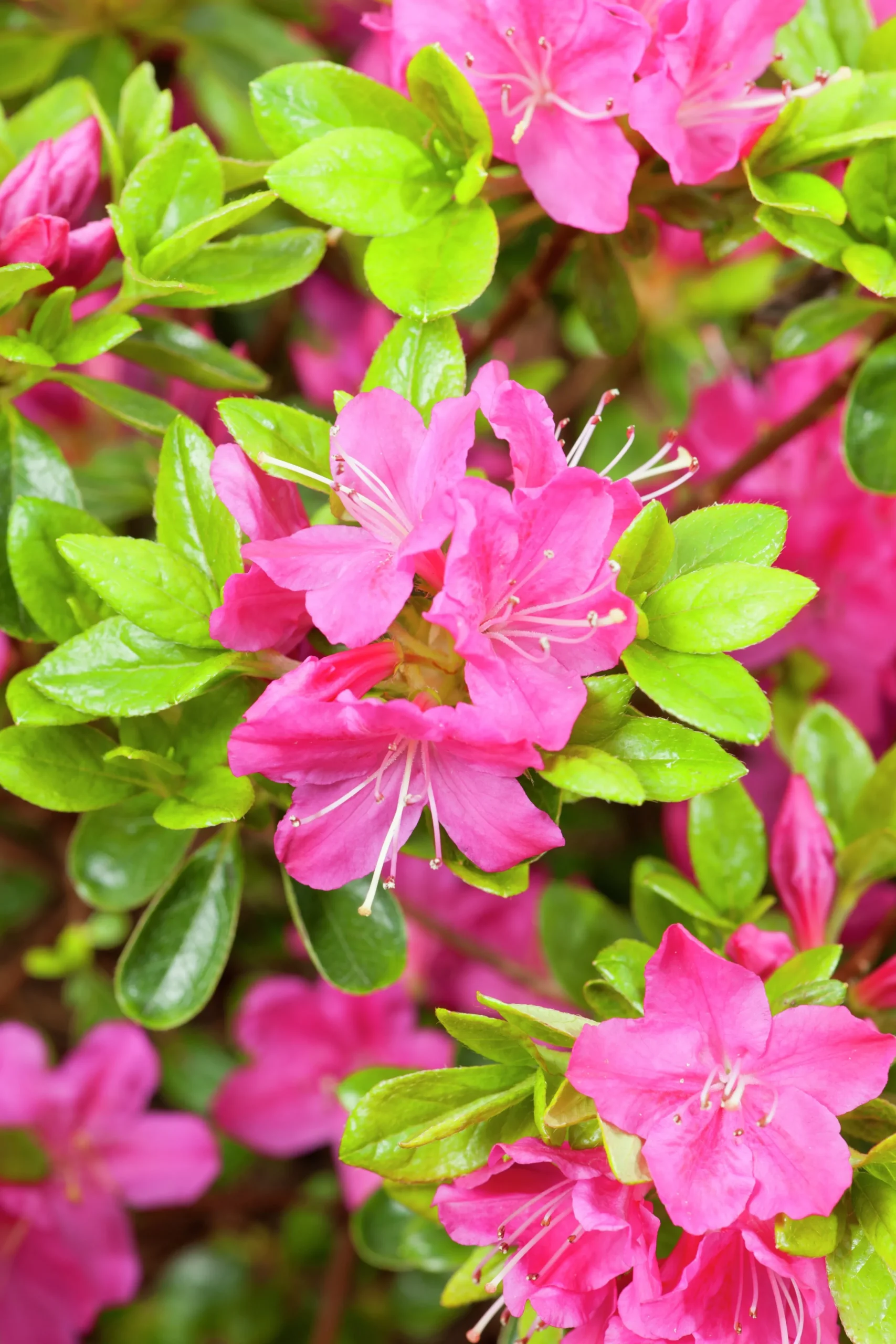 Japansk Azalea 'Kermesina'>Omnia garden Outlet