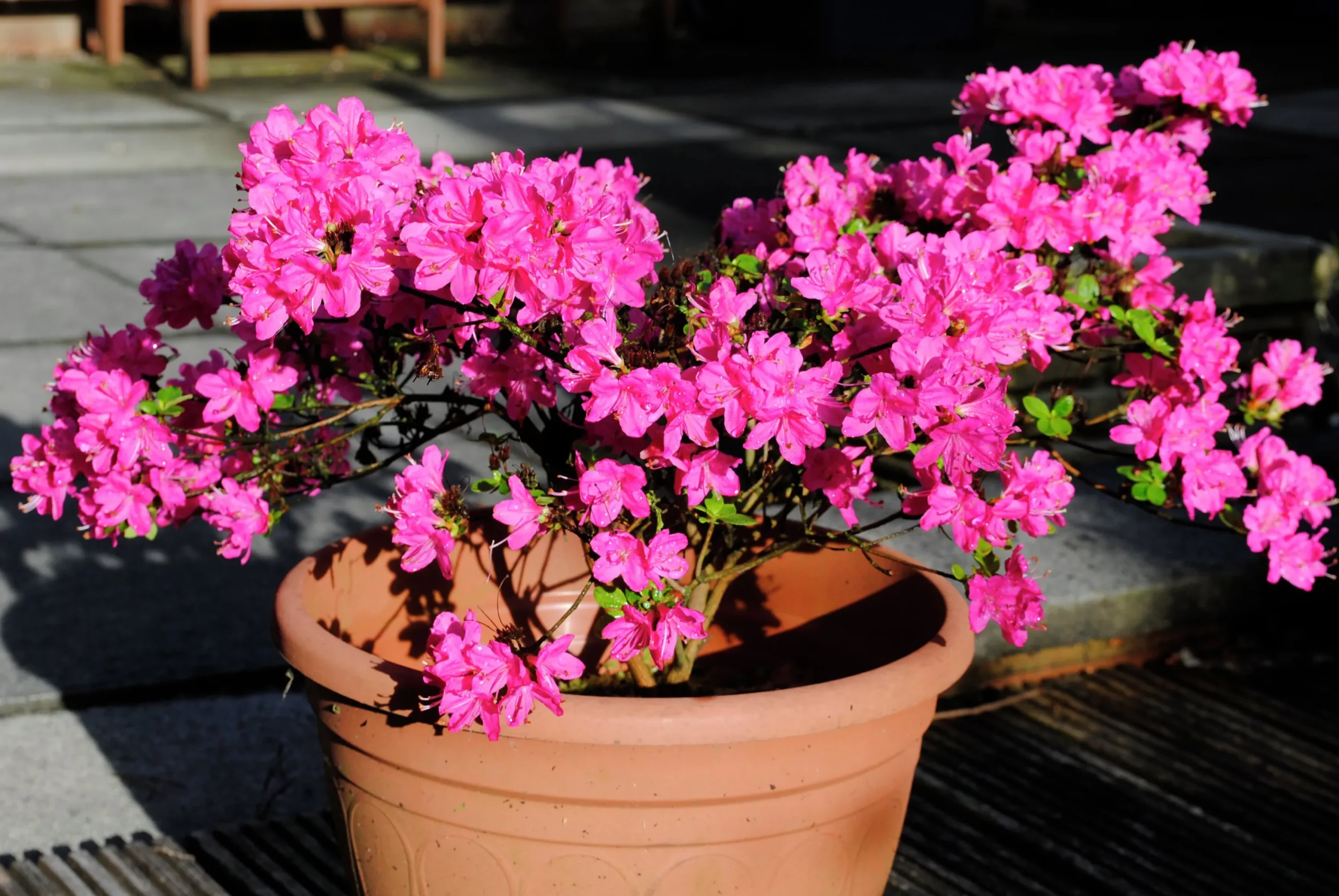 Japansk Azalea 'Kermesina'>Omnia garden Outlet