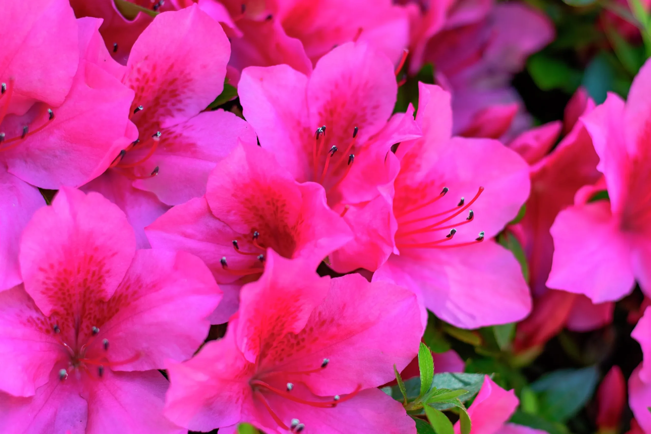 Japansk Azalea 'Kermesina'>Omnia garden Outlet