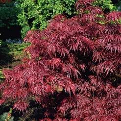 Japansk Blodfliklönn Krukodlad>Omnia garden Online