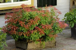 Japansk Buskrosling 'Mountain Fire' Krukodlad>Omnia garden Sale