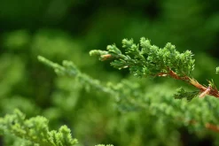 Japansk Dvärgcypress 'Nana Gracilis' Krukodlad><noscript><img width=