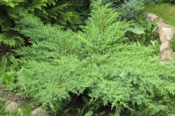Japansk Dvärgcypress 'Nana Gracilis' Krukodlad><noscript><img width=