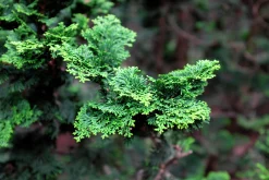 Japansk Dvärgcypress 'Nana Gracilis' Krukodlad><noscript><img width=