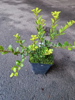 Japansk Järnek 'Green Hedge'>Omnia garden Clearance