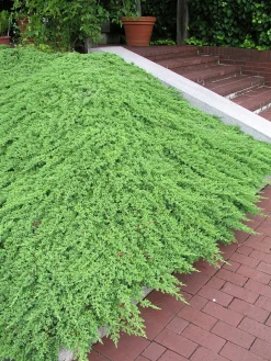 Japansk Kryp-en 'Nana'>Omnia garden