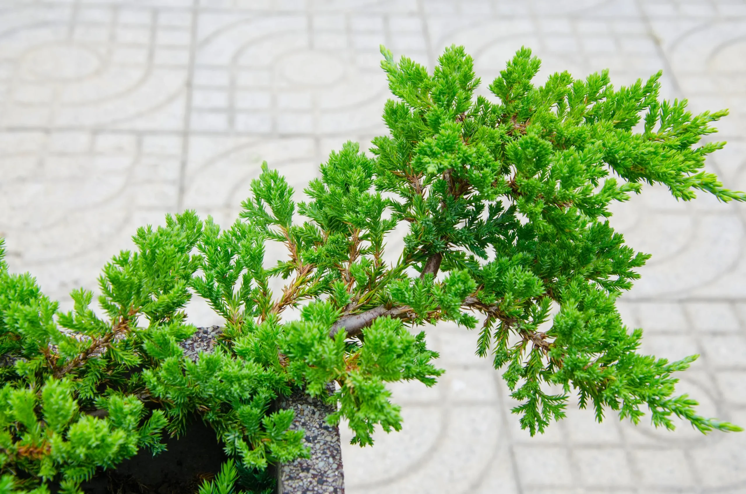 Japansk Kryp-en 'Nana'>Omnia garden