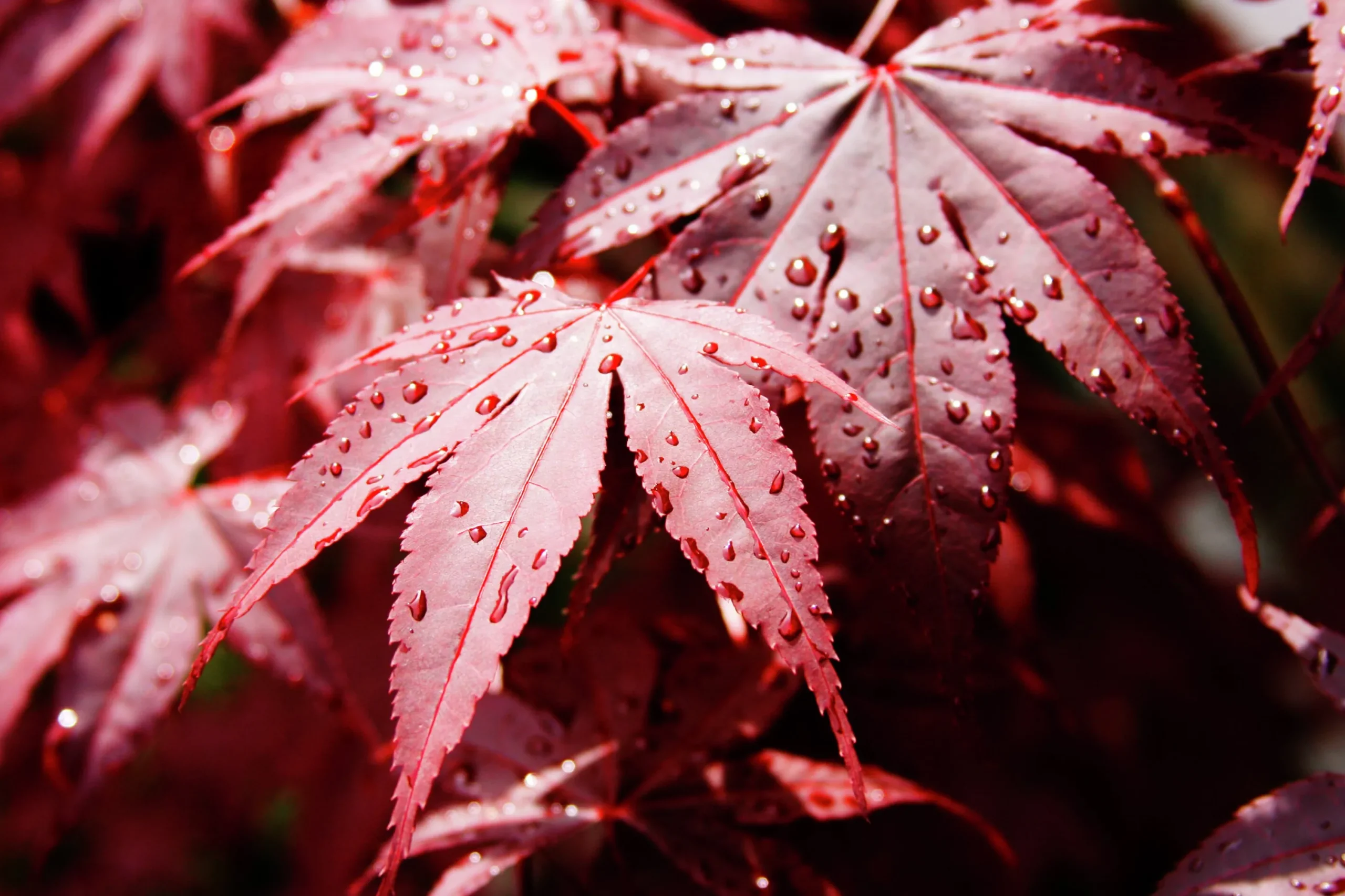 Japansk Lönn 'Bloodgood' Krukodlad>Omnia garden Hot