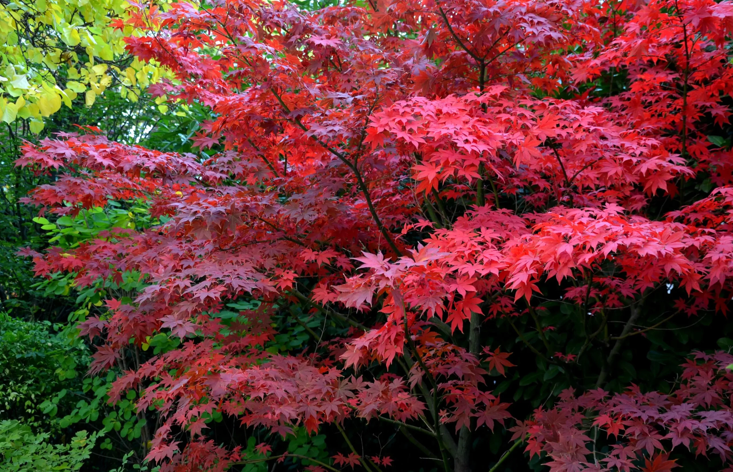 Japansk Lönn 'Bloodgood' Krukodlad>Omnia garden Hot