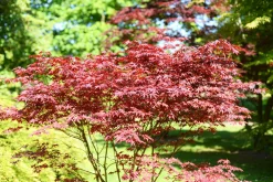 Japansk Lönn 'Bloodgood' Krukodlad><noscript><img width=
