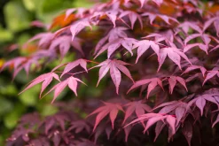 Japansk Lönn 'Bloodgood' Krukodlad><noscript><img width=