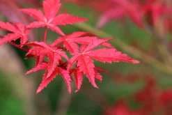 Japansk Lönn 'Osakazuki' Krukodlad>Omnia garden