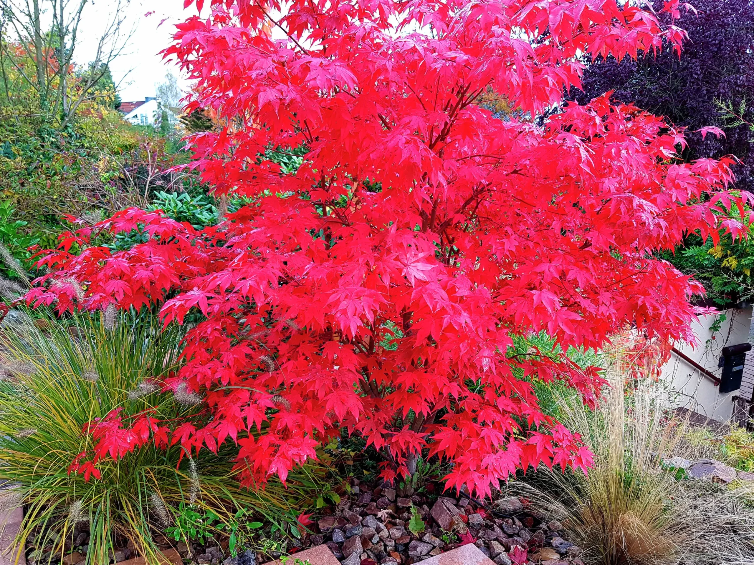 Japansk Lönn 'Osakazuki' Krukodlad>Omnia garden