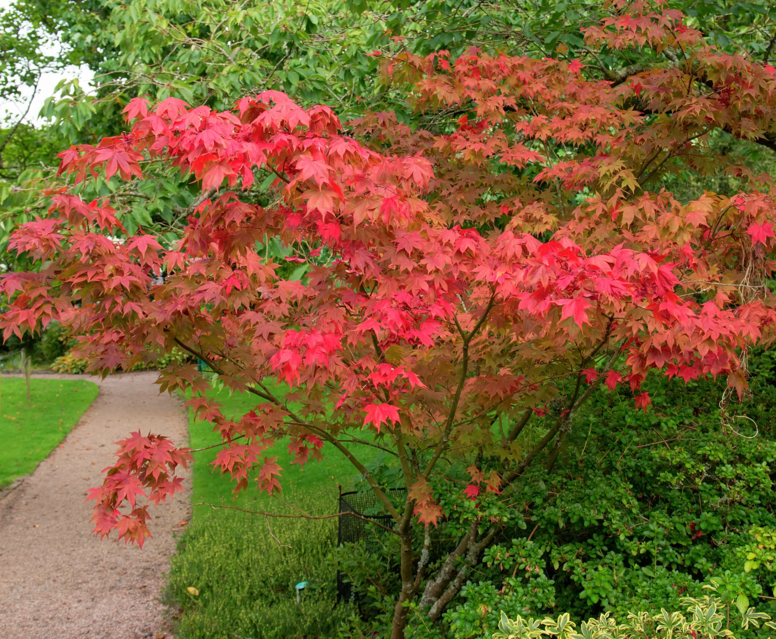 Japansk Lönn 'Osakazuki' Krukodlad>Omnia garden