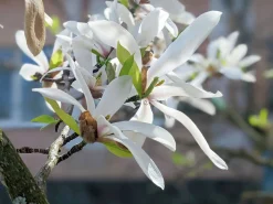 Japansk Magnolia Goliath Högstam Barrotad>Omnia garden Outlet
