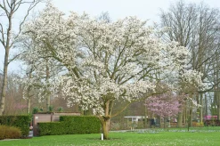 Japansk Magnolia Goliath Högstam Barrotad><noscript><img width=