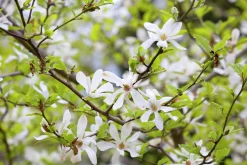 Japansk Magnolia Goliath Högstam Barrotad><noscript><img width=