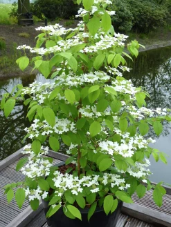 Japansk Olvon 'Kilimandjaro'>Omnia garden Discount