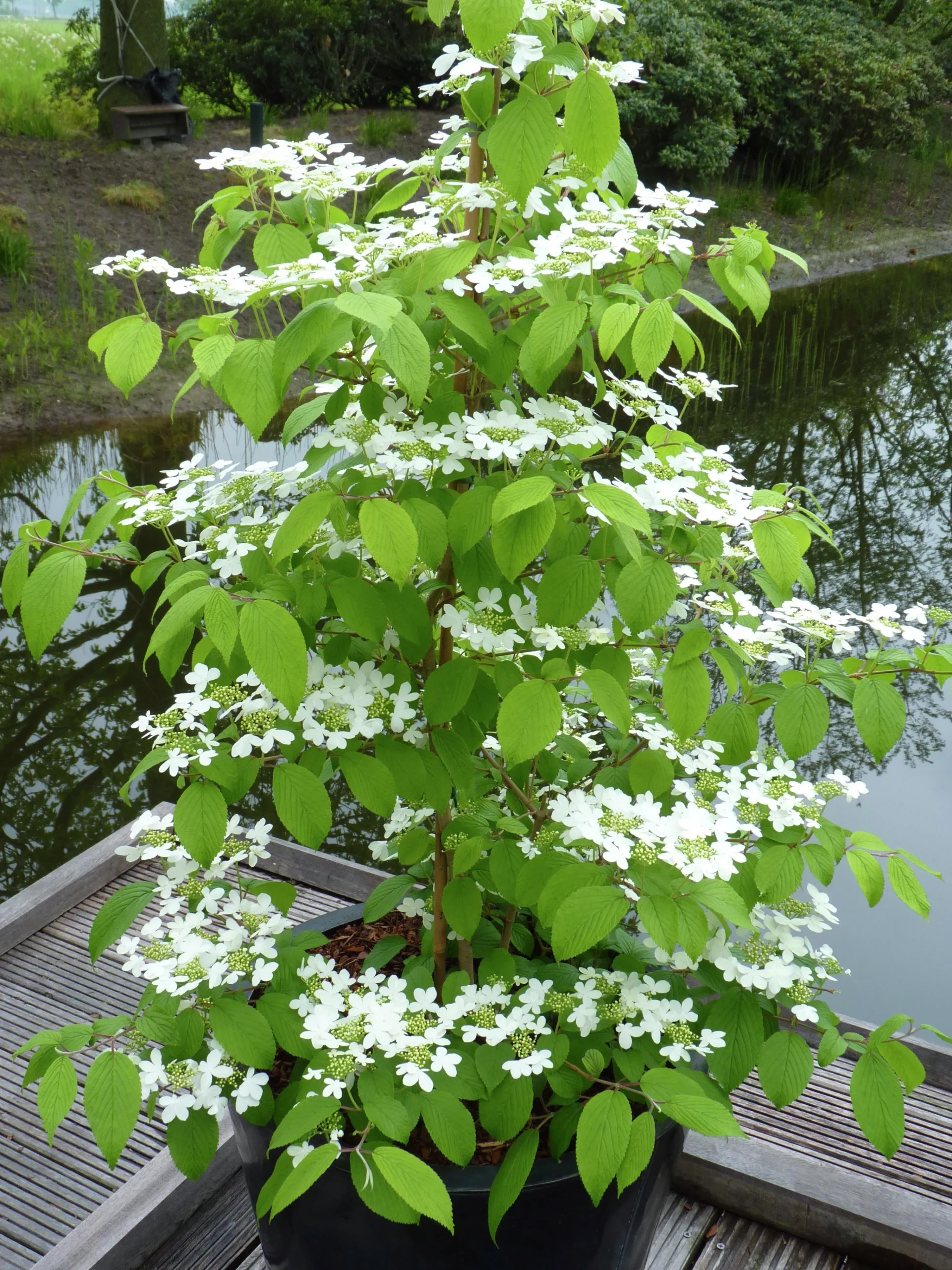 Japansk Olvon 'Kilimandjaro'>Omnia garden Discount