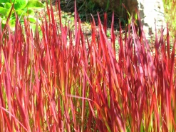 Japanskt blodgräs 'Red Baron' 2L>Omnia garden Sale