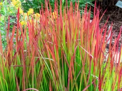 Japanskt blodgräs 'Red Baron' 2L>Omnia garden Sale