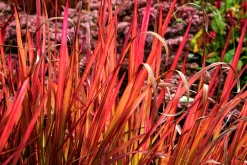 Japanskt blodgräs 'Red Baron' 2L><noscript><img width=