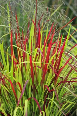 Japanskt blodgräs 'Red Baron' 2L><noscript><img width=