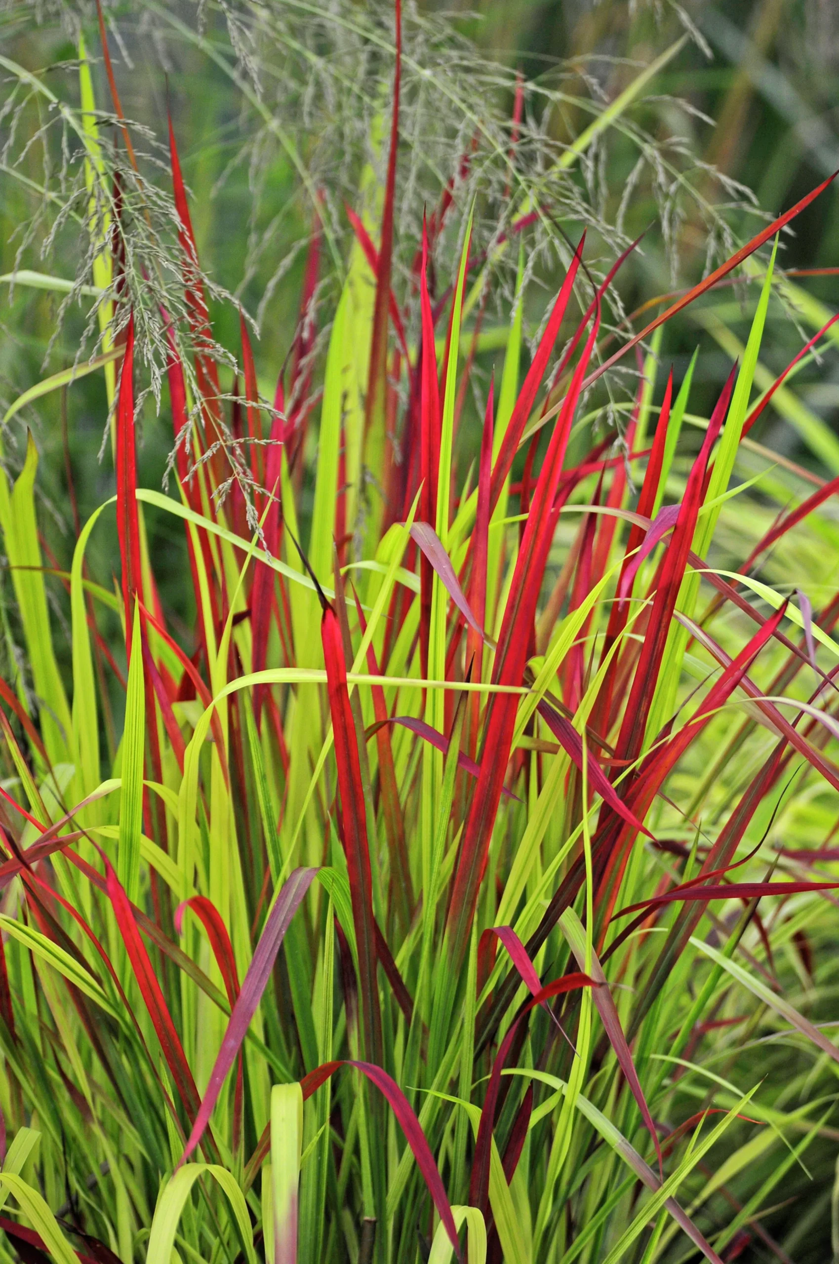 Japanskt blodgräs 'Red Baron' 2L>Omnia garden Sale
