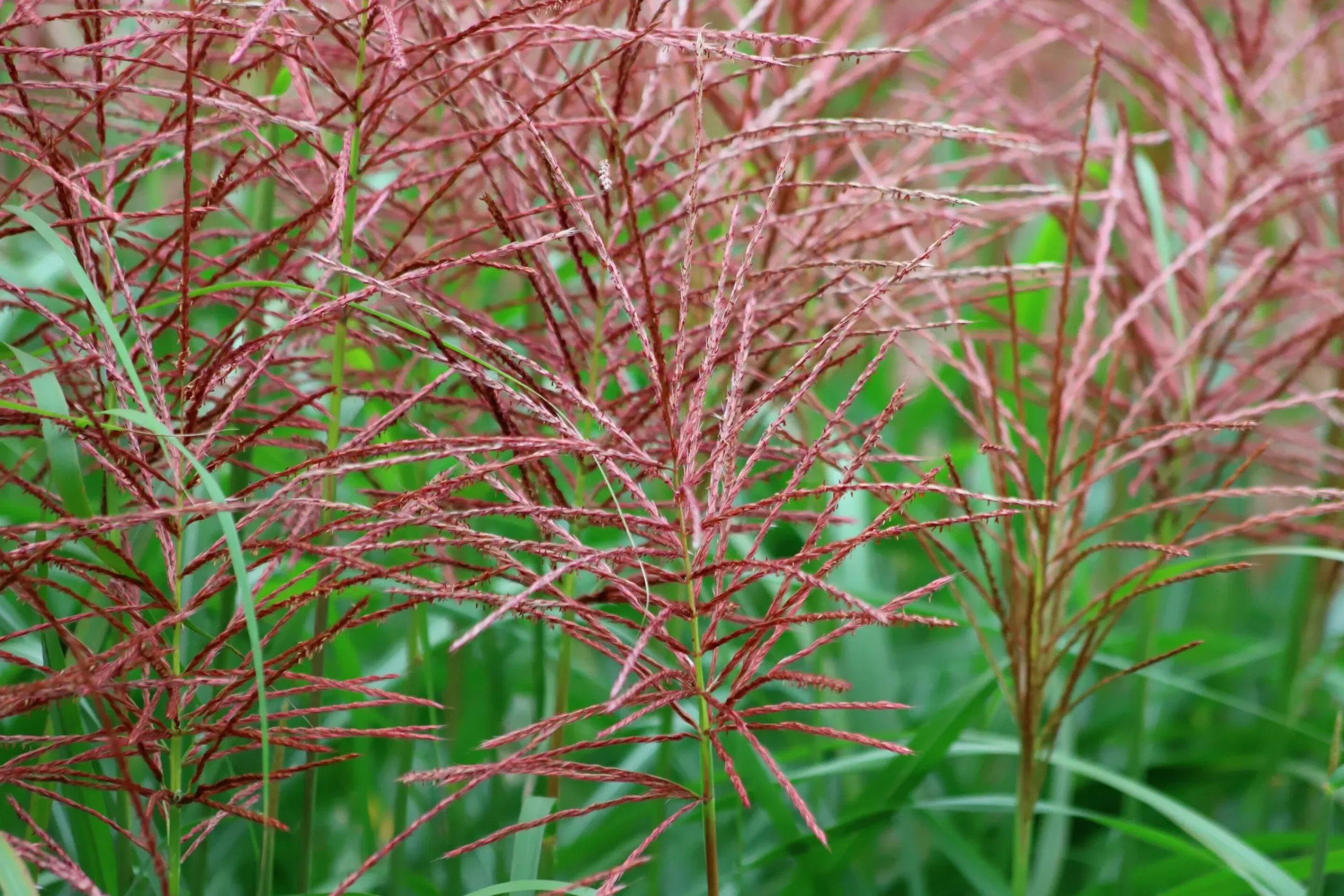 Japanskt gräs Glansmikantus 'Flamingo' 2L>Omnia garden New