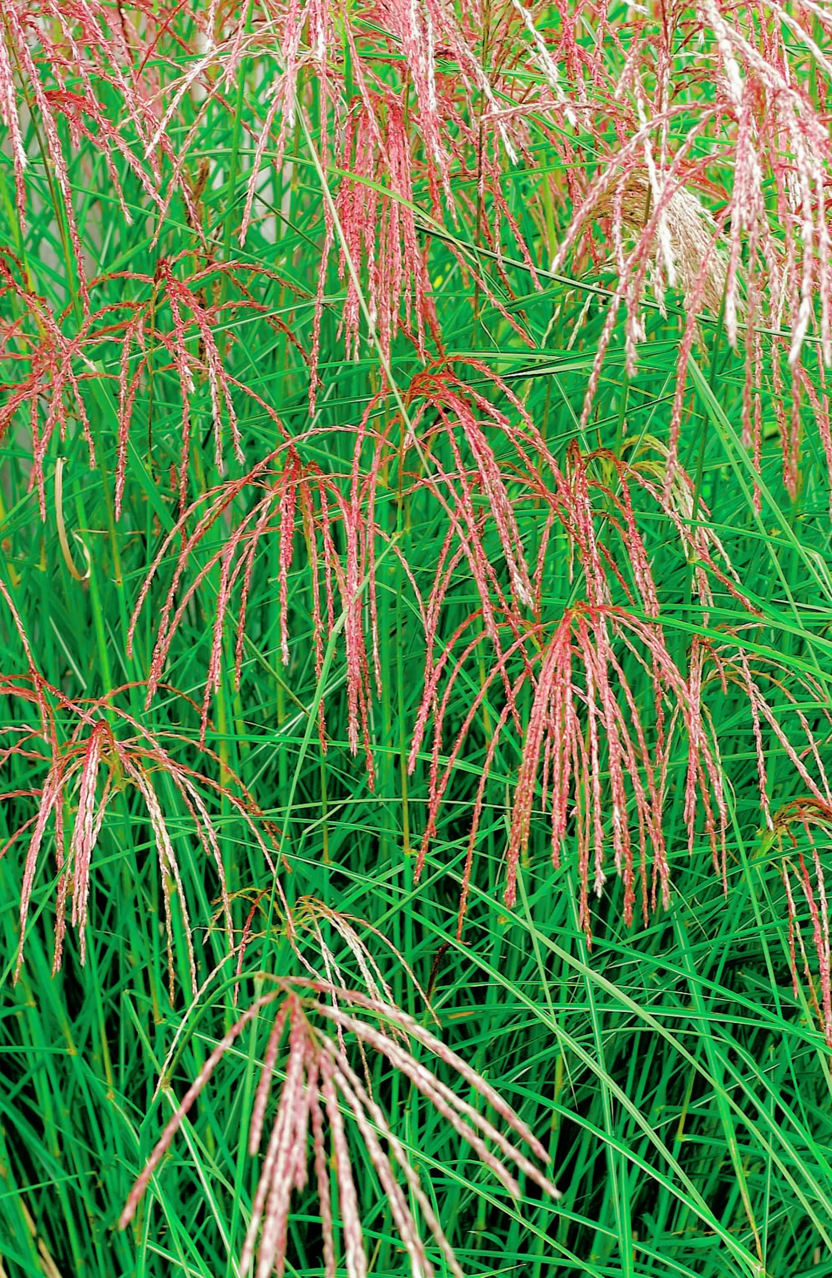 Japanskt gräs Glansmikantus 'Flamingo' 2L>Omnia garden New